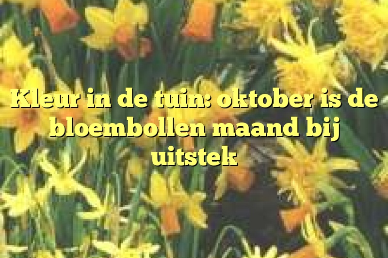 Kleur in de tuin: oktober is de bloembollen maand bij uitstek