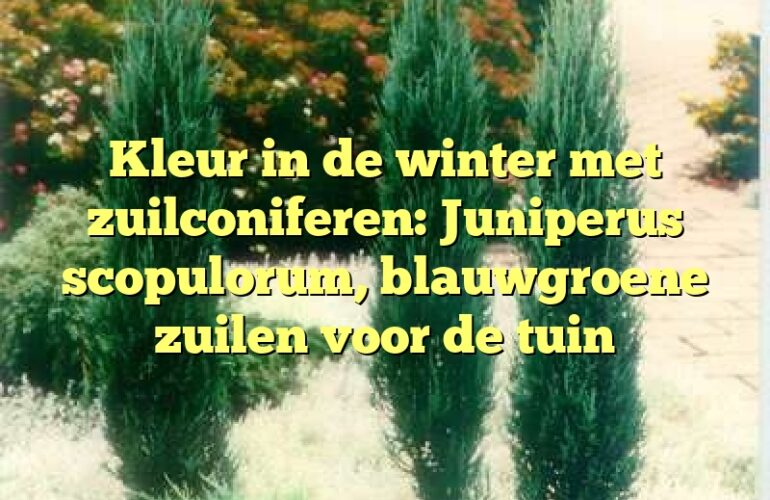 Kleur in de winter met zuilconiferen: Juniperus scopulorum, blauwgroene zuilen voor de tuin