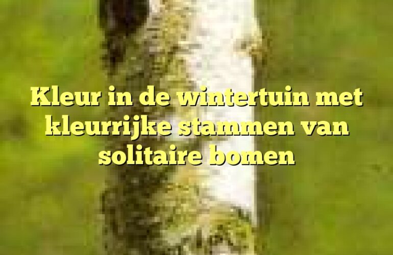 Kleur in de wintertuin met kleurrijke stammen van solitaire bomen