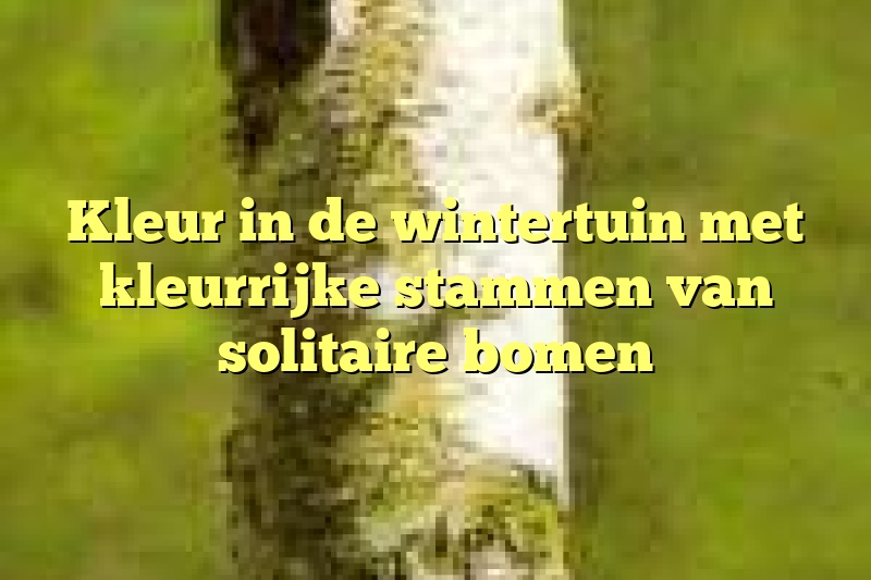 Kleur in de wintertuin met kleurrijke stammen van solitaire bomen