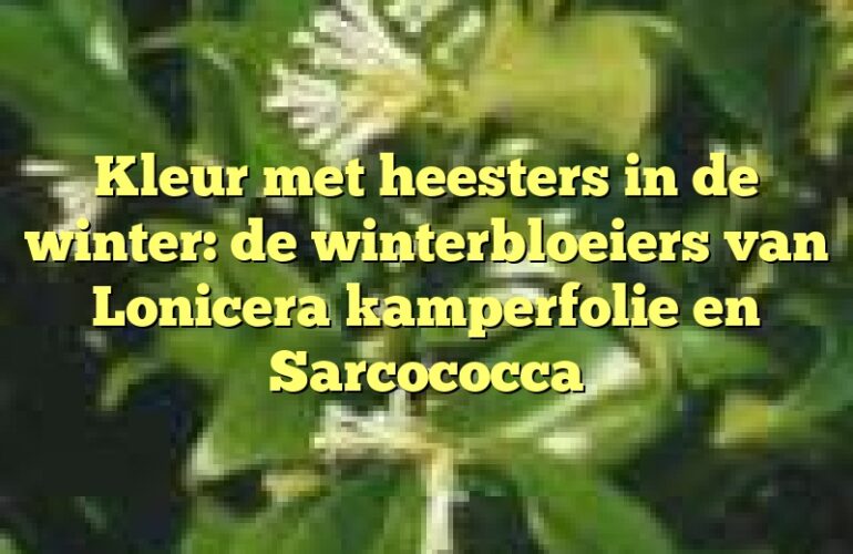 Kleur met heesters in de winter: de winterbloeiers van Lonicera kamperfolie en Sarcococca