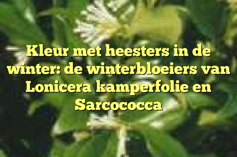 Kleur met heesters in de winter: de winterbloeiers van Lonicera kamperfolie en Sarcococca