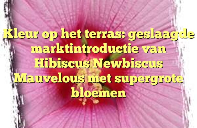 Kleur op het terras: geslaagde marktintroductie van Hibiscus Newbiscus Mauvelous met supergrote bloemen