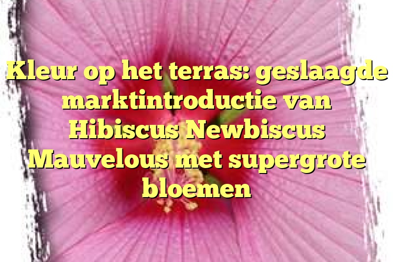 Kleur op het terras: geslaagde marktintroductie van Hibiscus Newbiscus Mauvelous met supergrote bloemen