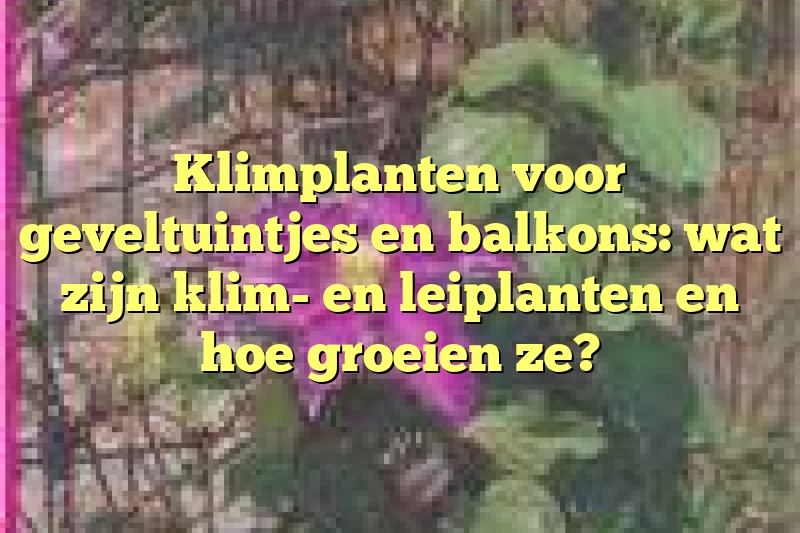 Klimplanten voor geveltuintjes en balkons: wat zijn klim- en leiplanten en hoe groeien ze?