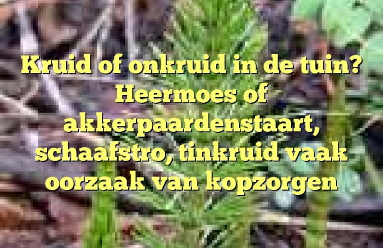 Kruid of onkruid in de tuin? Heermoes of akkerpaardenstaart, schaafstro, tinkruid vaak oorzaak van kopzorgen