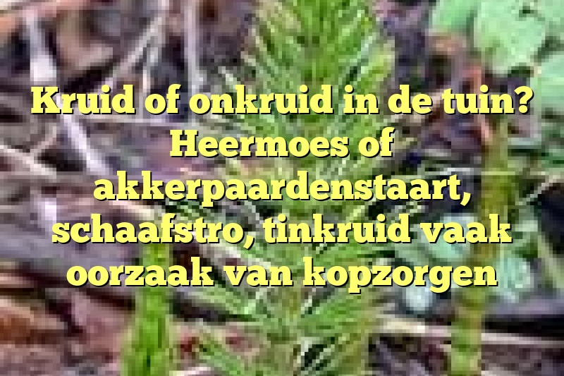 Kruid of onkruid in de tuin? Heermoes of akkerpaardenstaart, schaafstro, tinkruid vaak oorzaak van kopzorgen