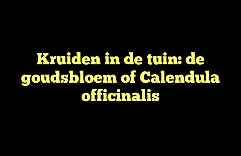 Kruiden in de tuin: de goudsbloem of Calendula officinalis