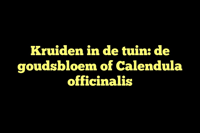 Kruiden in de tuin: de goudsbloem of Calendula officinalis