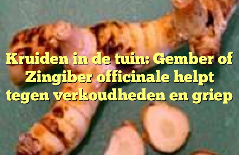 Kruiden in de tuin: Gember of Zingiber officinale helpt tegen verkoudheden en griep