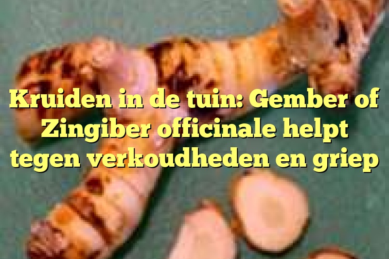 Kruiden in de tuin: Gember of Zingiber officinale helpt tegen verkoudheden en griep