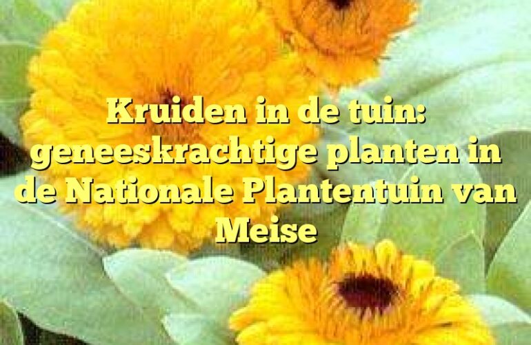 Kruiden in de tuin: geneeskrachtige planten in de Nationale Plantentuin van Meise