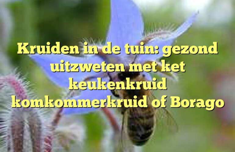 Kruiden in de tuin: gezond uitzweten met ket keukenkruid komkommerkruid of Borago