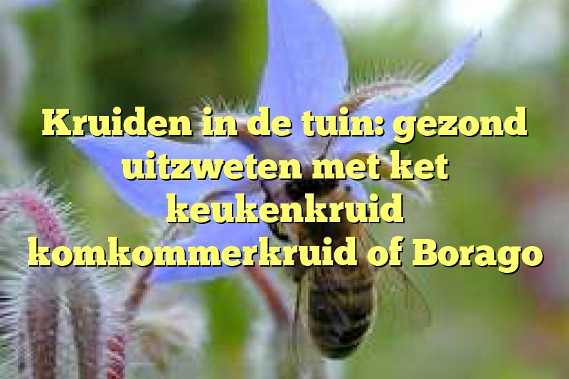 Kruiden in de tuin: gezond uitzweten met ket keukenkruid komkommerkruid of Borago