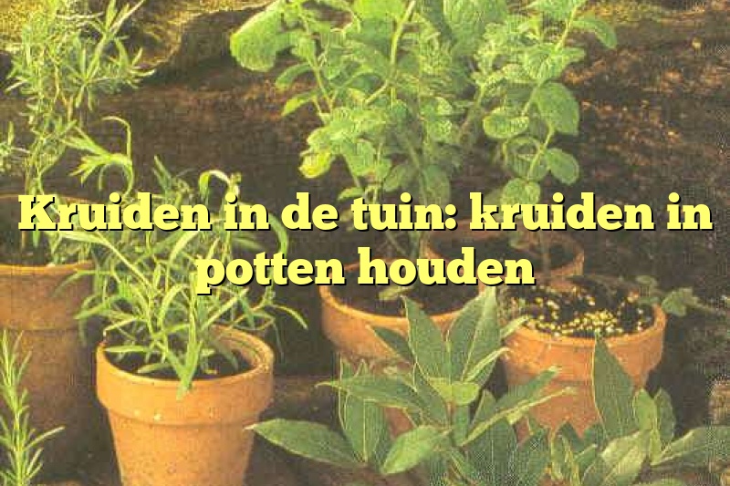 Kruiden in de tuin: kruiden in potten houden