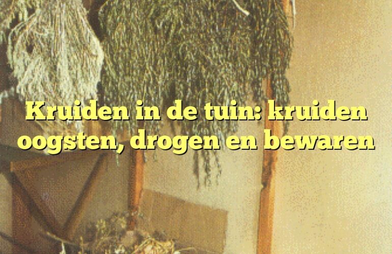 Kruiden in de tuin: kruiden oogsten, drogen en bewaren