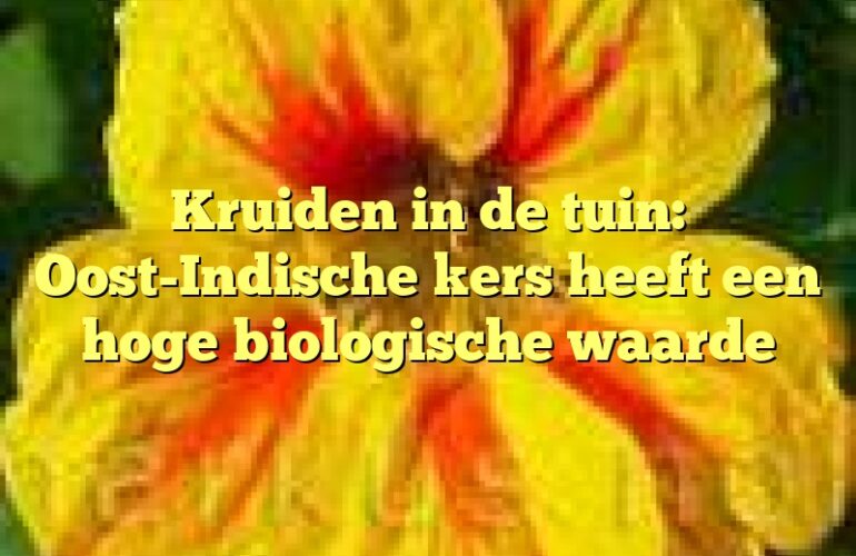 Kruiden in de tuin: Oost-Indische kers heeft een hoge biologische waarde