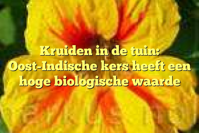 Kruiden in de tuin: Oost-Indische kers heeft een hoge biologische waarde