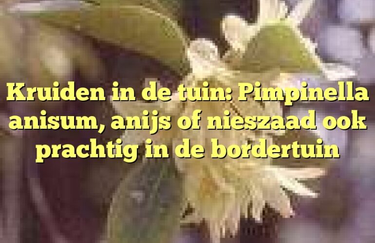 Kruiden in de tuin: Pimpinella anisum, anijs of nieszaad ook prachtig in de bordertuin