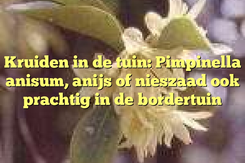 Kruiden in de tuin: Pimpinella anisum, anijs of nieszaad ook prachtig in de bordertuin