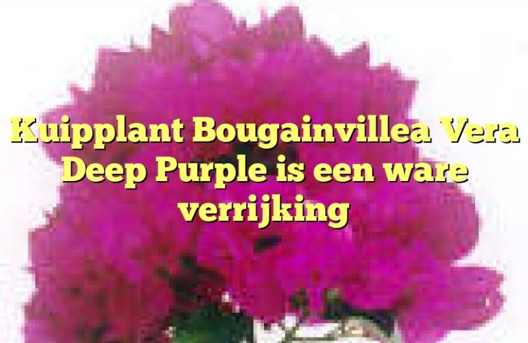 Kuipplant Bougainvillea Vera Deep Purple is een ware verrijking