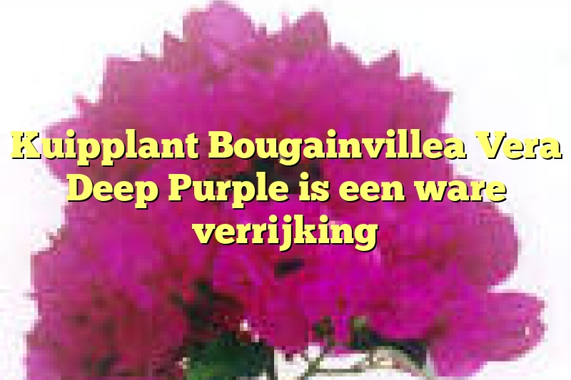 Kuipplant Bougainvillea Vera Deep Purple is een ware verrijking