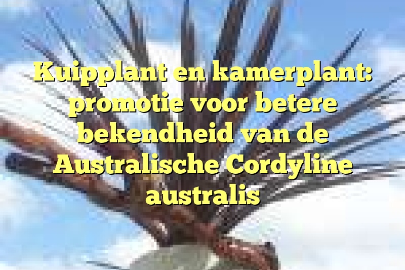 Kuipplant en kamerplant: promotie voor betere bekendheid van de Australische Cordyline australis