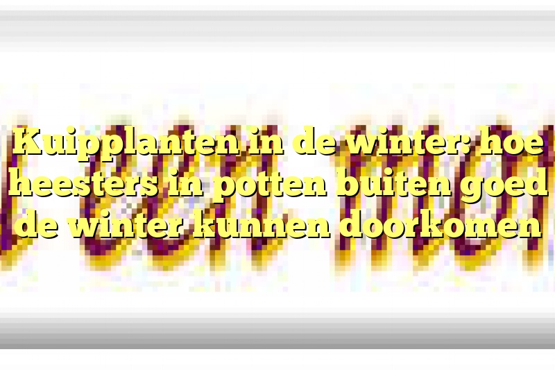 Kuipplanten in de winter: hoe heesters in potten buiten goed de winter kunnen doorkomen