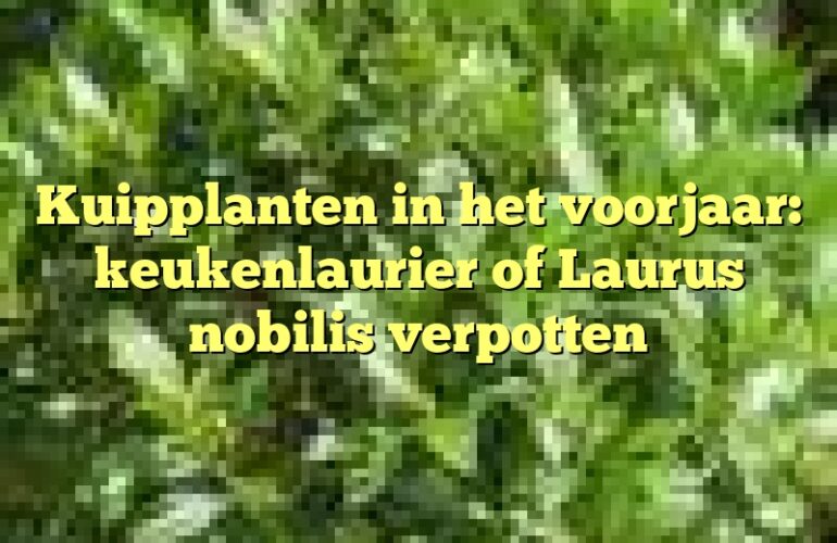 Kuipplanten in het voorjaar: keukenlaurier of Laurus nobilis verpotten