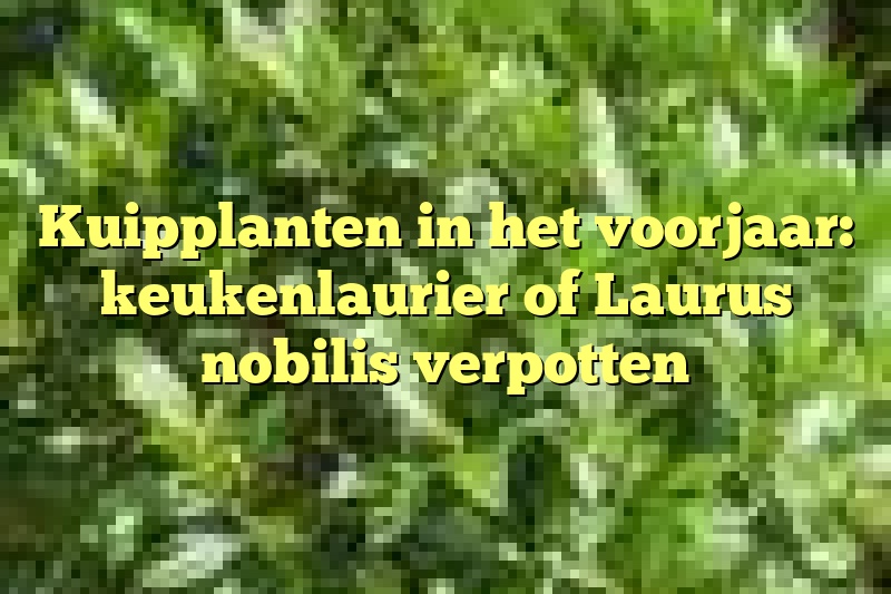 Kuipplanten in het voorjaar: keukenlaurier of Laurus nobilis verpotten