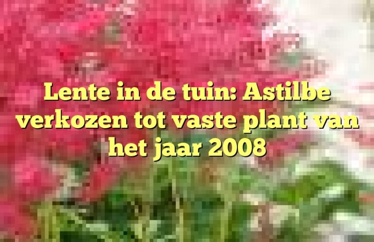 Lente in de tuin: Astilbe verkozen tot vaste plant van het jaar 2008