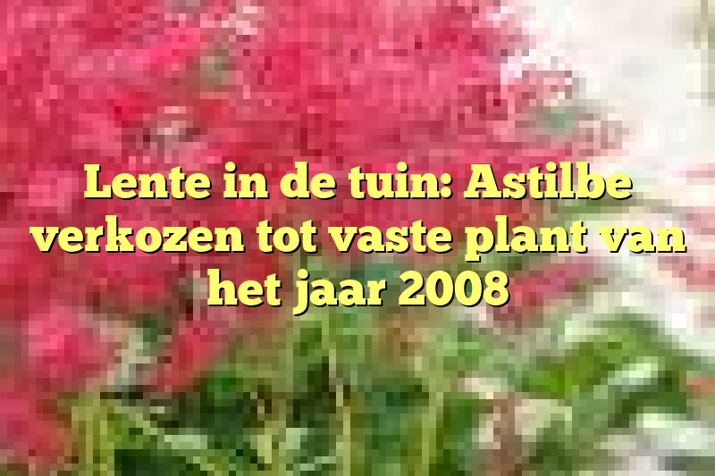 Lente in de tuin: Astilbe verkozen tot vaste plant van het jaar 2008