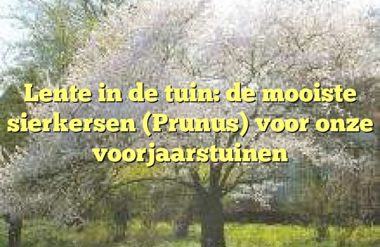 Lente in de tuin: de mooiste sierkersen (Prunus) voor onze voorjaarstuinen