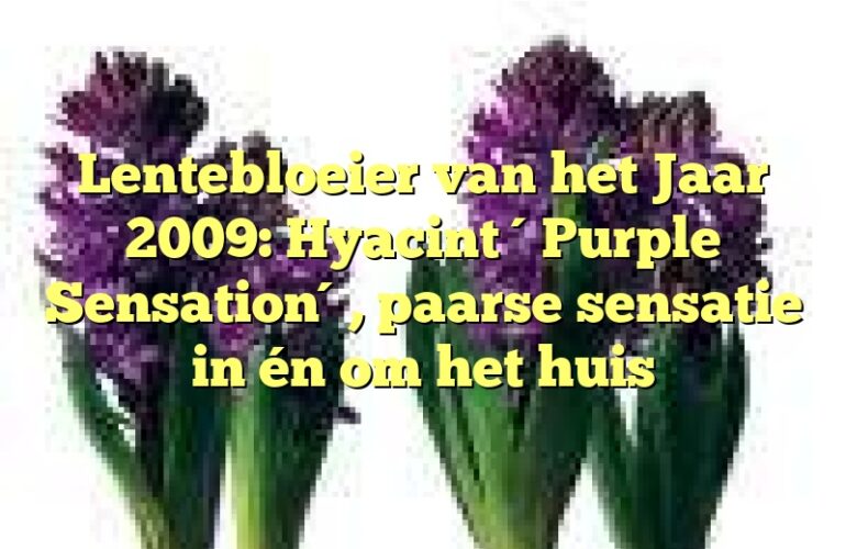 Lentebloeier van het Jaar 2009: Hyacint ´Purple Sensation´, paarse sensatie in én om het huis