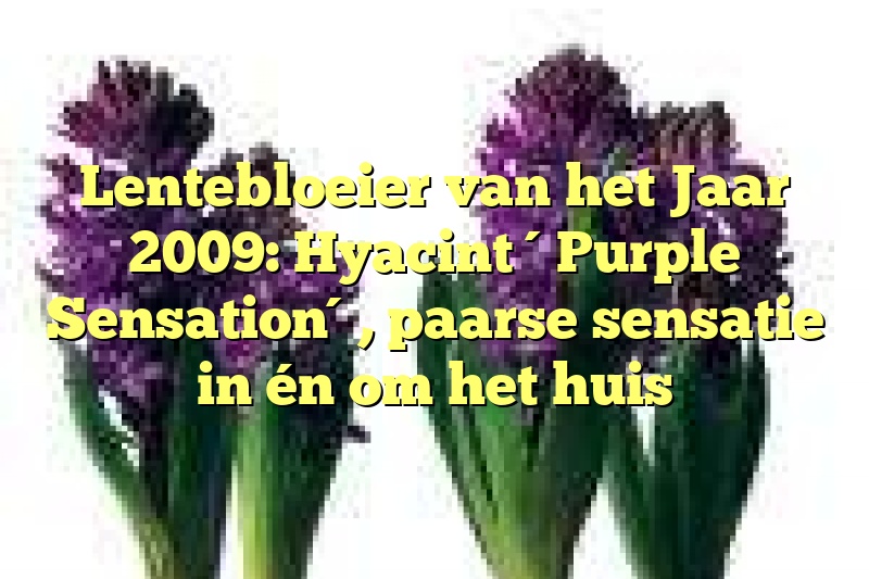 Lentebloeier van het Jaar 2009: Hyacint ´Purple Sensation´, paarse sensatie in én om het huis