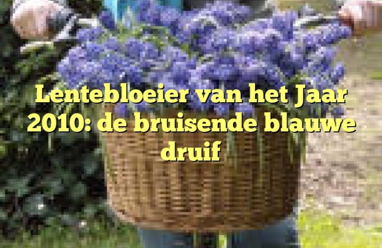 Lentebloeier van het Jaar 2010: de bruisende blauwe druif