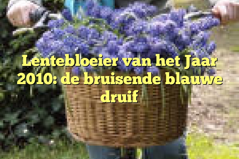 Lentebloeier van het Jaar 2010: de bruisende blauwe druif