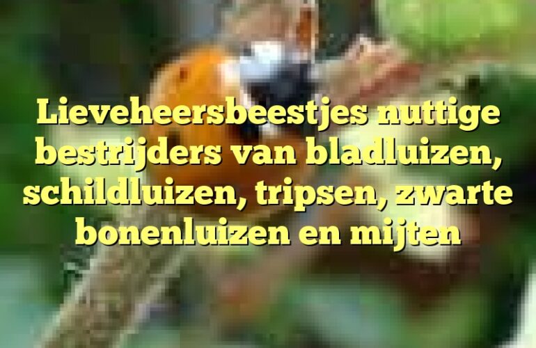 Lieveheersbeestjes nuttige bestrijders van bladluizen, schildluizen, tripsen, zwarte bonenluizen en mijten