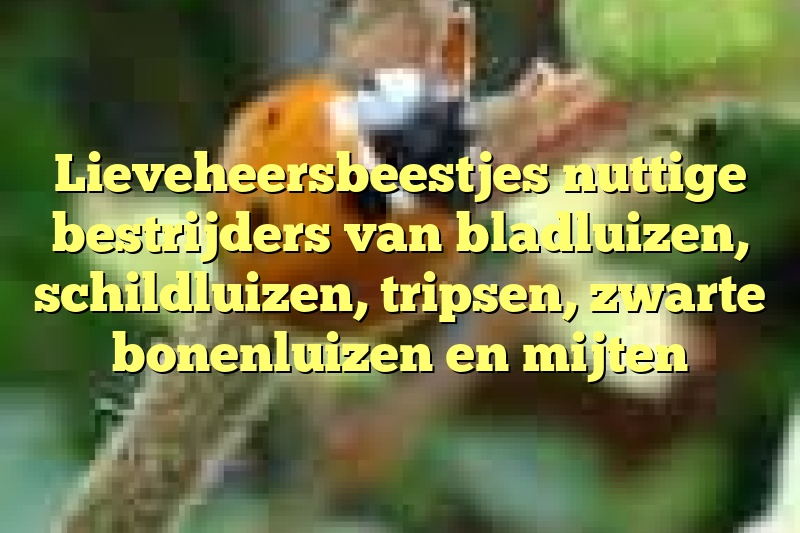 Lieveheersbeestjes nuttige bestrijders van bladluizen, schildluizen, tripsen, zwarte bonenluizen en mijten