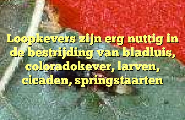 Loopkevers zijn erg nuttig in de bestrijding van bladluis, coloradokever, larven, cicaden, springstaarten