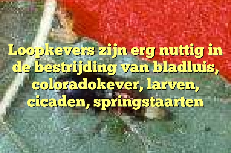 Loopkevers zijn erg nuttig in de bestrijding van bladluis, coloradokever, larven, cicaden, springstaarten