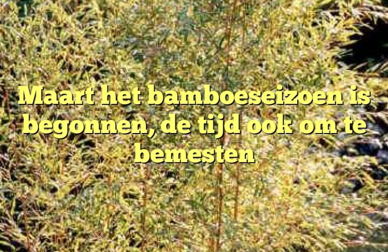 Maart het bamboeseizoen is begonnen, de tijd ook om te bemesten