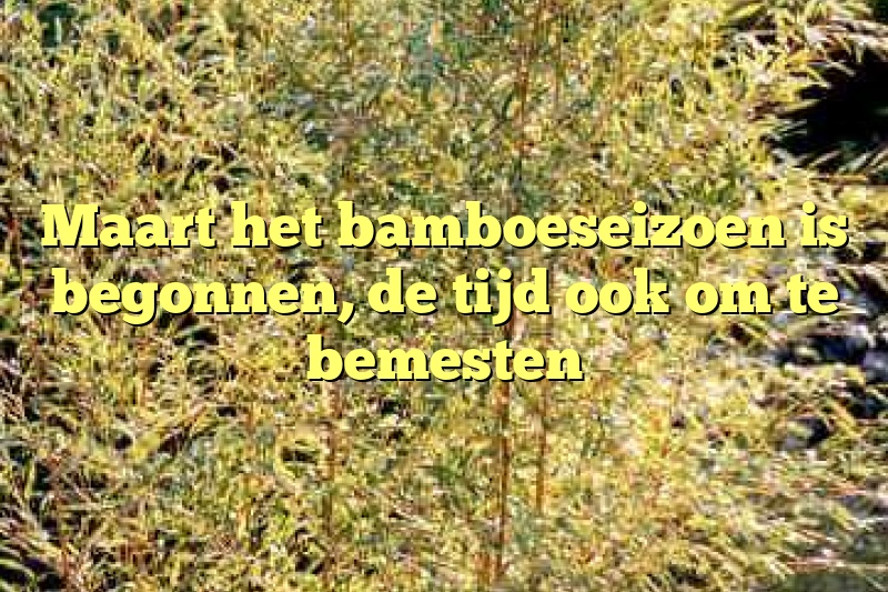 Maart het bamboeseizoen is begonnen, de tijd ook om te bemesten