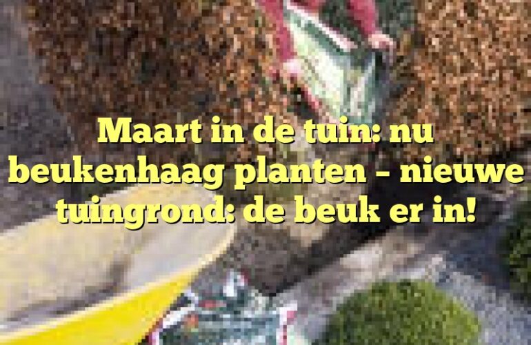 Maart in de tuin: nu beukenhaag planten – nieuwe tuingrond: de beuk er in!