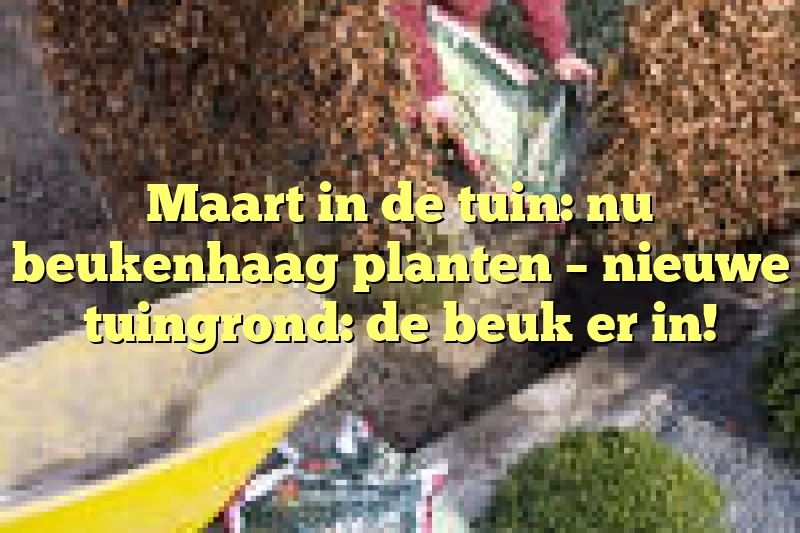 Maart in de tuin: nu beukenhaag planten – nieuwe tuingrond: de beuk er in!