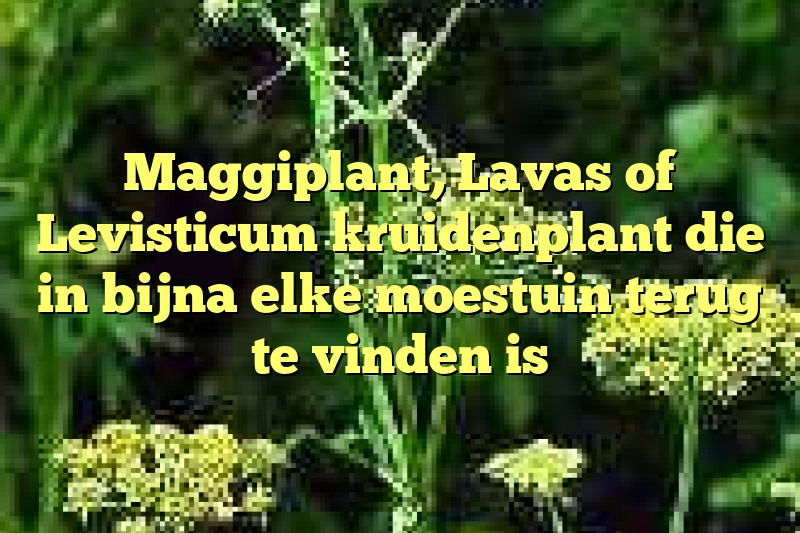 Maggiplant, Lavas of Levisticum kruidenplant die in bijna elke moestuin terug te vinden is