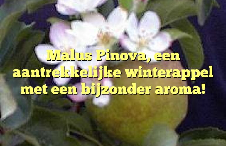 Malus Pinova, een aantrekkelijke winterappel met een bijzonder aroma!