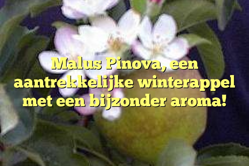 Malus Pinova, een aantrekkelijke winterappel met een bijzonder aroma!