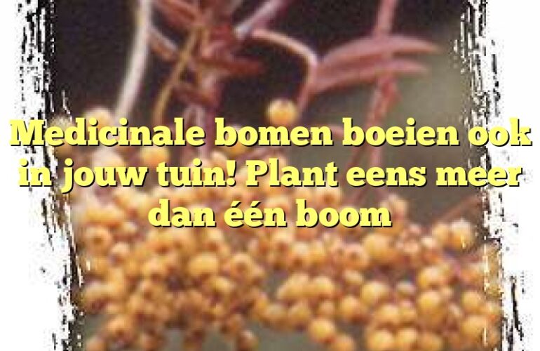 Medicinale bomen boeien ook in jouw tuin! Plant eens meer dan één boom