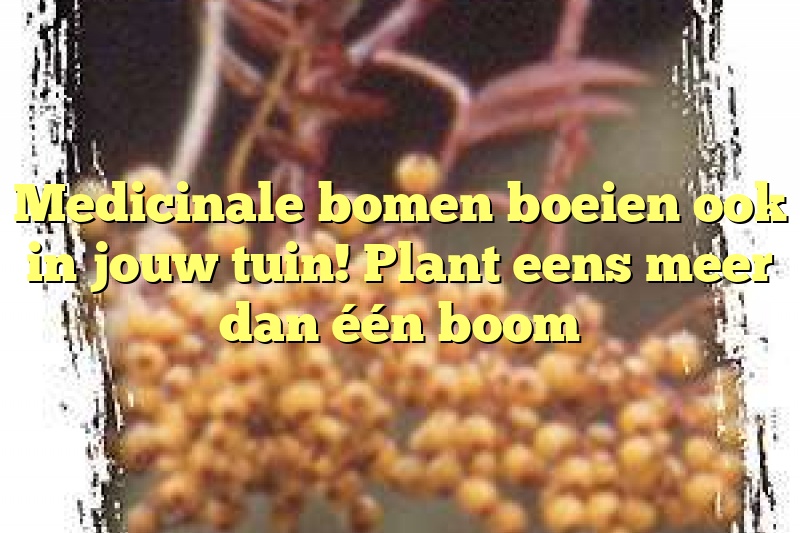 Medicinale bomen boeien ook in jouw tuin! Plant eens meer dan één boom